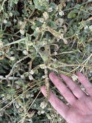 Heliotropium hirsutissimum