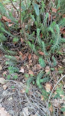Petrosedum sediforme