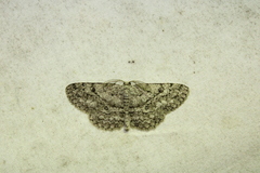 Hypomecis umbrosaria