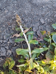 Gamochaeta americana