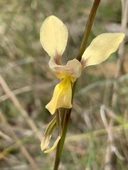 Diuris × nebulosa