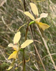 Diuris × nebulosa