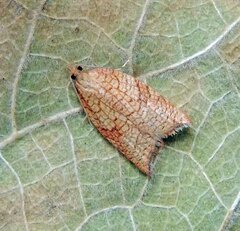 Acleris rhombana