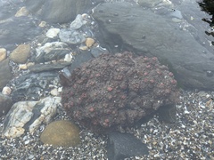 Pyura chilensis