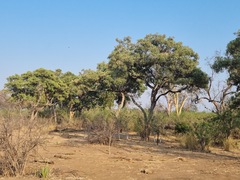 Philenoptera violacea
