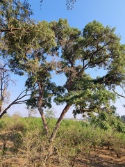 Philenoptera violacea