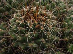 Coryphantha clavata clavata
