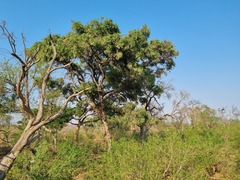 Philenoptera violacea