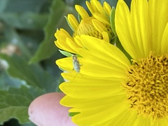 Taylorilygus apicalis