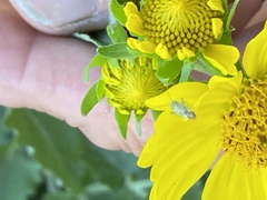 Taylorilygus apicalis