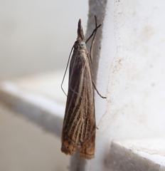 Chrysoteuchia culmella