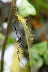 Trichonephila inaurata