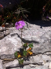 Geranium dalmaticum
