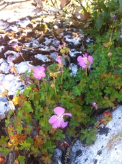 Geranium dalmaticum