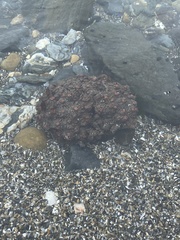 Pyura chilensis