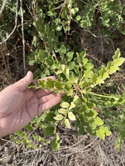 Ceratonia siliqua