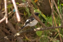 Phoenicurus coeruleocephala