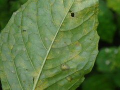 Pucciniastrum circaeae