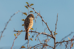 Emberiza cioides