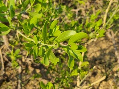 Salvadora australis