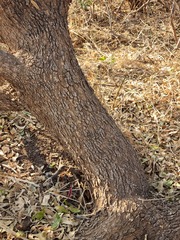Salvadora australis