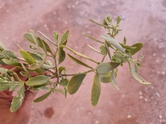 Salvadora australis