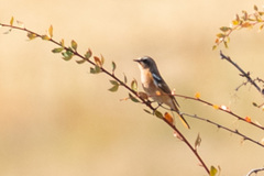 Phoenicurus erythronotus