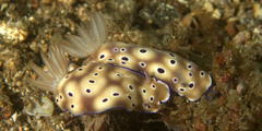Hypselodoris tryoni