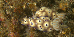 Hypselodoris tryoni