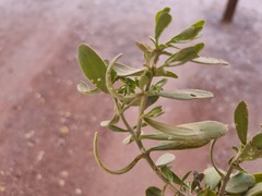 Salvadora australis