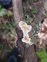 Peniophora albobadia