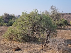 Salvadora australis