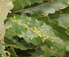 Janetia cerris