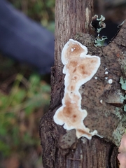 Peniophora albobadia