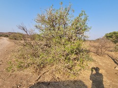 Salvadora australis