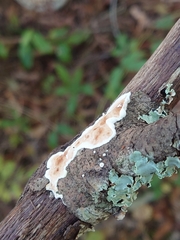 Peniophora albobadia