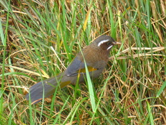 Trochalopteron morrisonianum