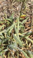 Wahlenbergia androsacea