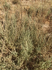 Bassia hyssopifolia