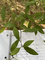 Sideroxylon lycioides