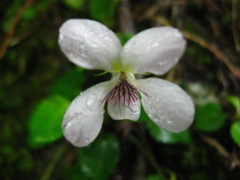 Viola adenothrix