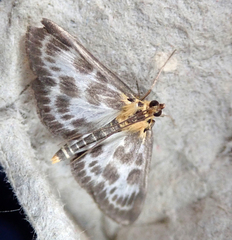 Anania hortulata