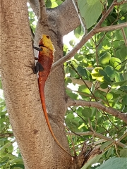 Agamidae