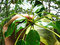 Trochodendron aralioides