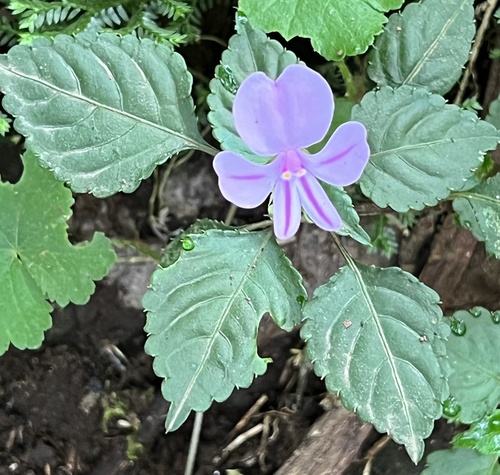 Impatiens pseudoviola image