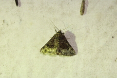Hypena palparia