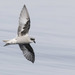 Fork-tailed Storm-Petrel - Photo (c) Ken Chamberlain, some rights reserved (CC BY-NC), uploaded by Ken Chamberlain