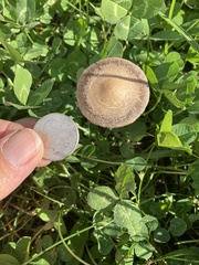 Panaeolus