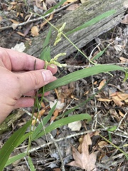 Leersia