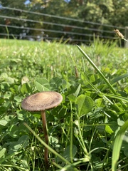 Panaeolus